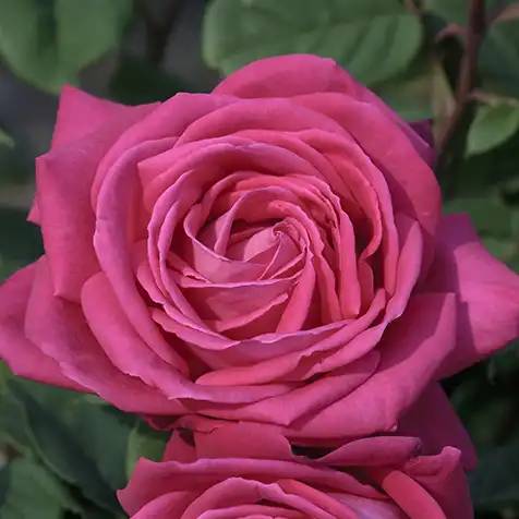 Trandafiri climber - Trandafiri - Lolita Lempicka ® Gpt. - 